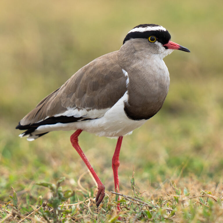 birdP1909698-3