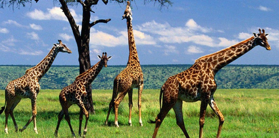 Arusha-National-Park-entrance-fees.