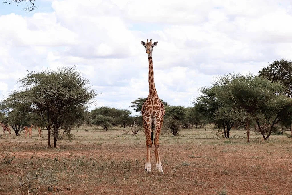 Tarangire-National-Park-Tanzania