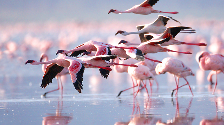 birdwatchingarusha