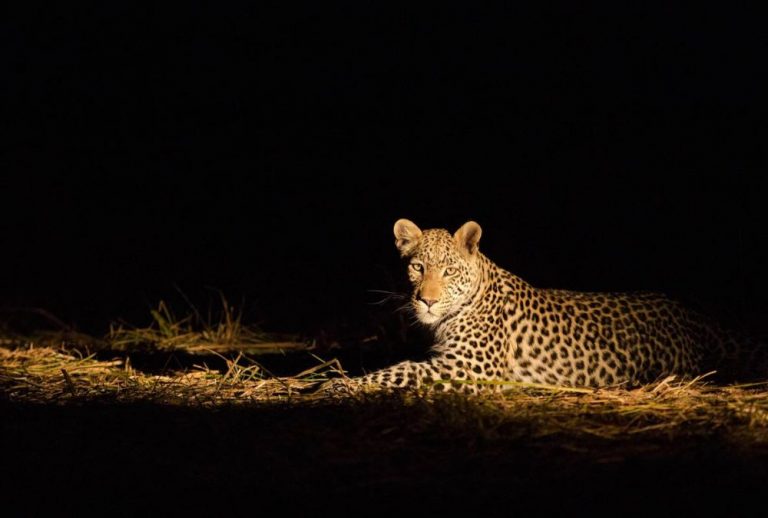 game-drives-night