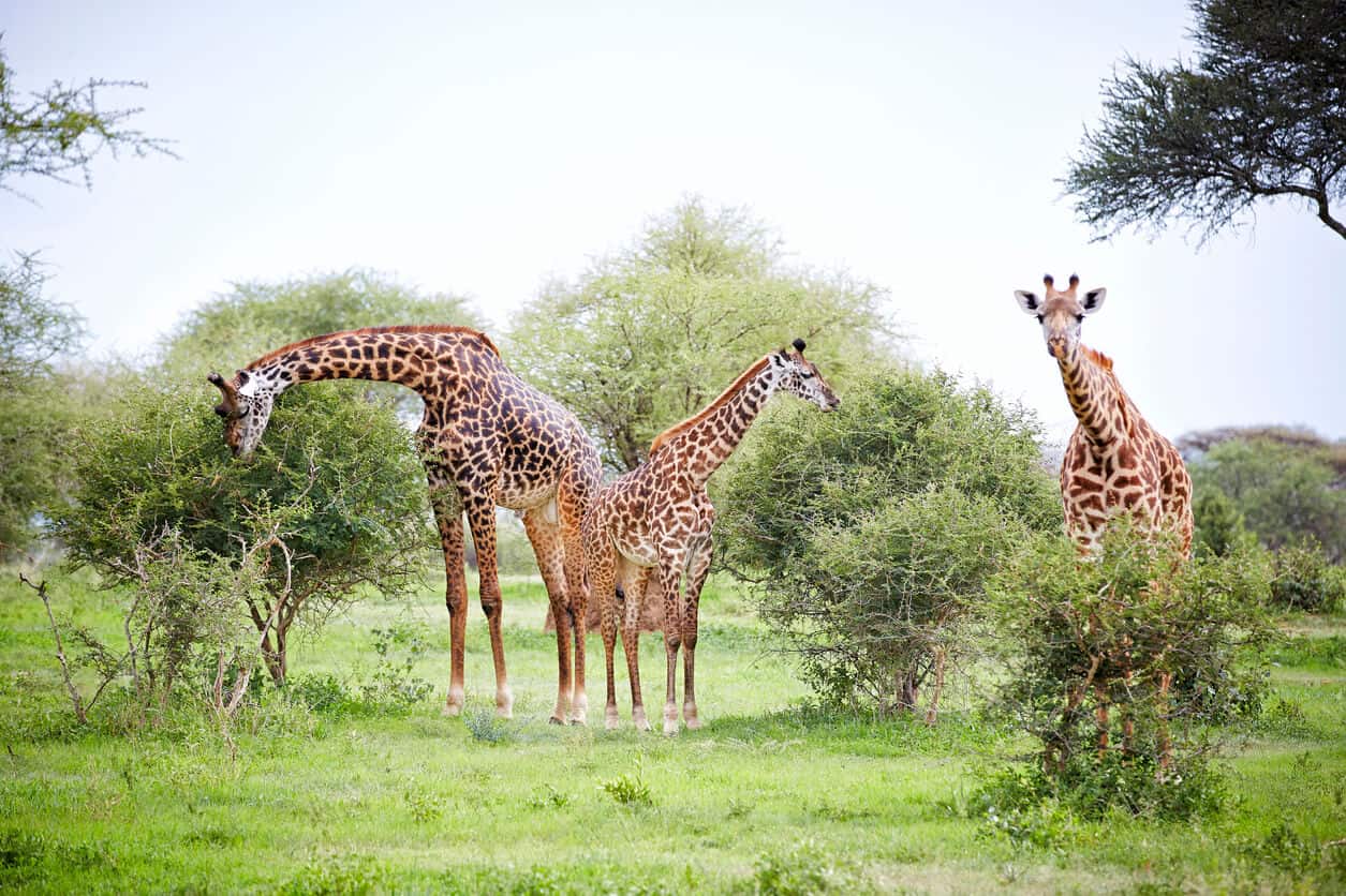 giraffe-tarangire