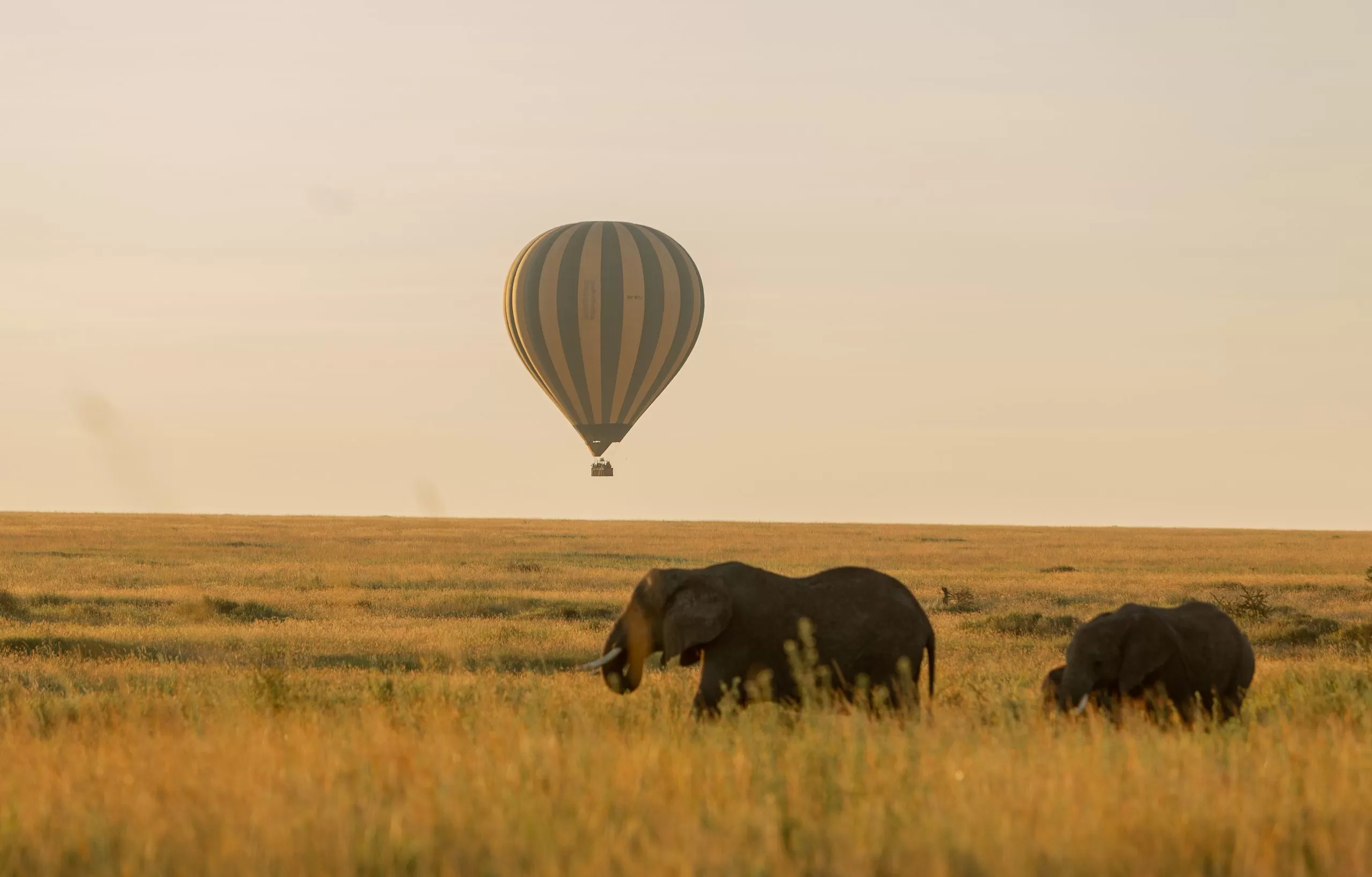 tarangire-balloon-safaris
