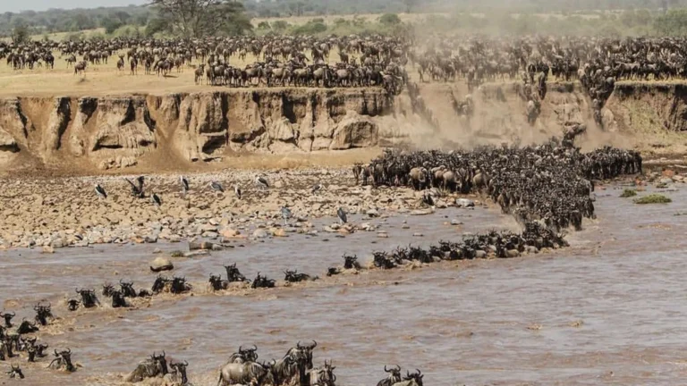 tanzania safari and tours (6)