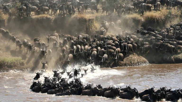 tanzania safari and tours (7)